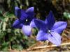 Balloon flower Platycodon grandiflora